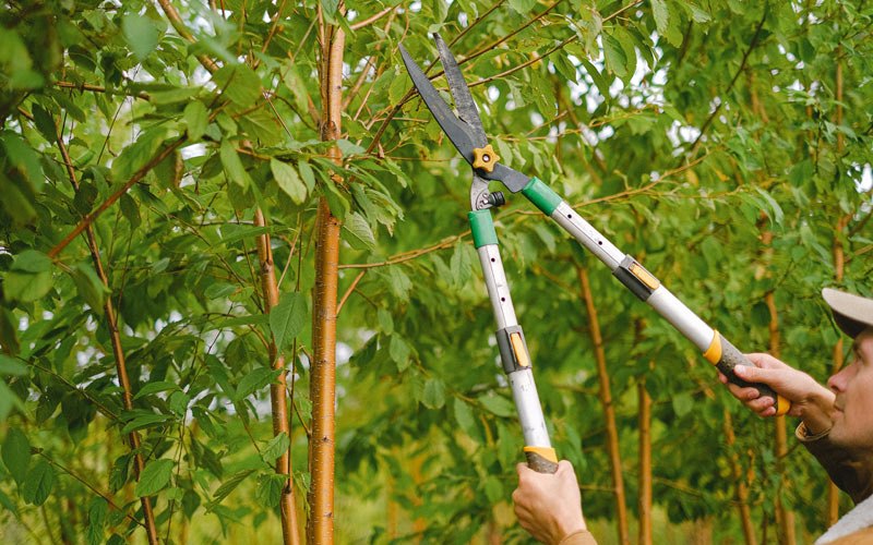 Tree trimming in Osage City, KS